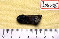 藏品(麟左跟骨一件)的圖片